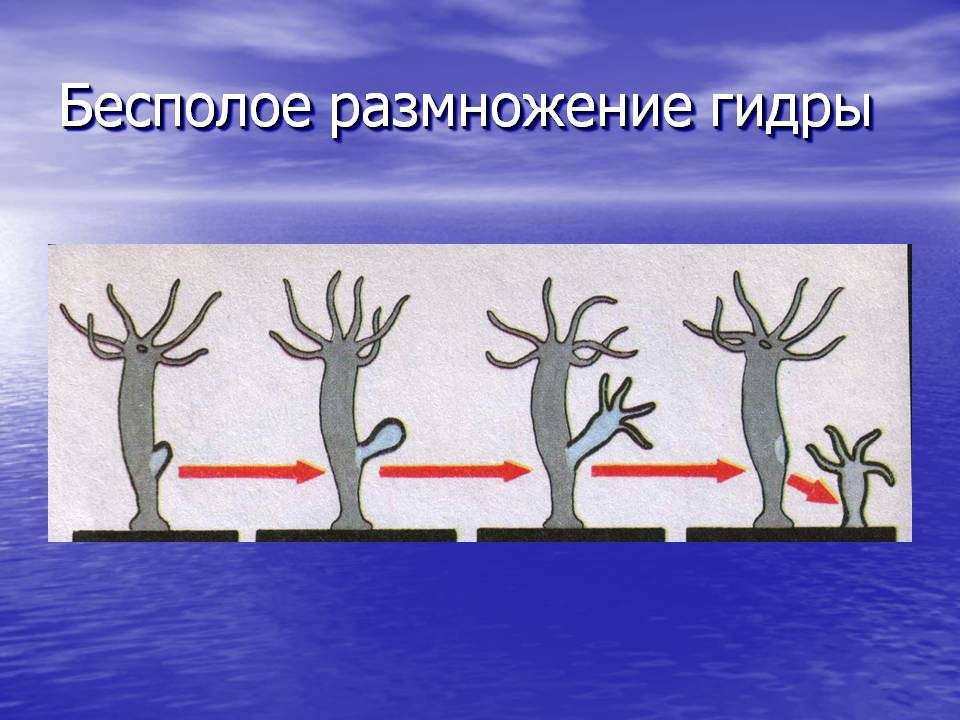 Где купить наркоты